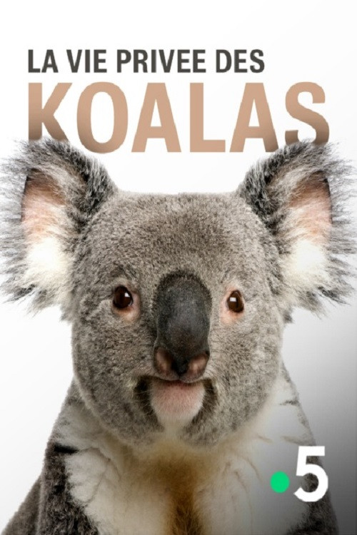 La vie priv&eacute;e des koalas