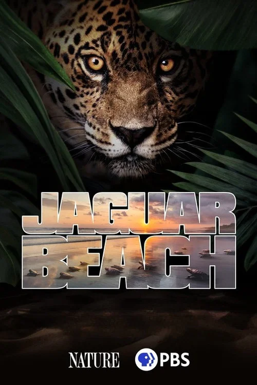 Jaguar Beach&lrm;