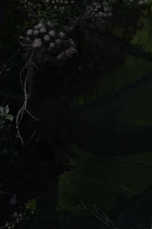 Lost Gardens