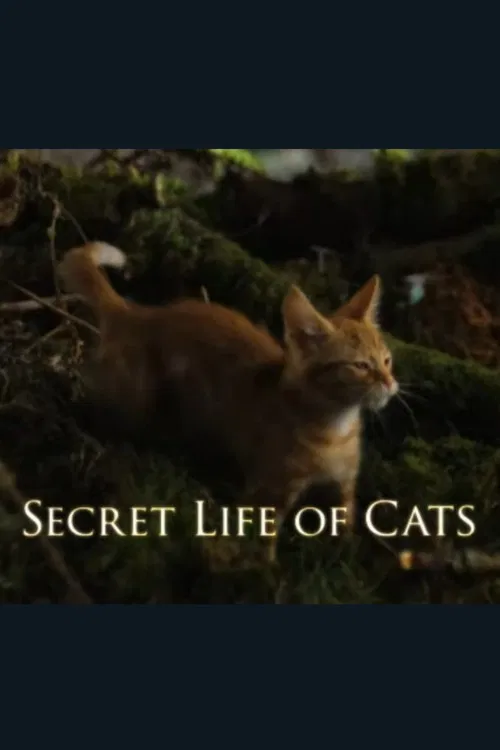 猫的秘密生活