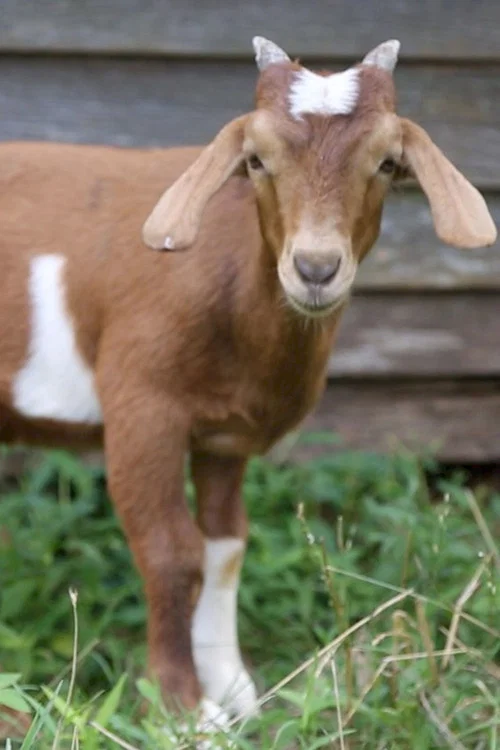 If it Won&rsquo;t Hold Water, it Surely Won&rsquo;t Hold a Goat